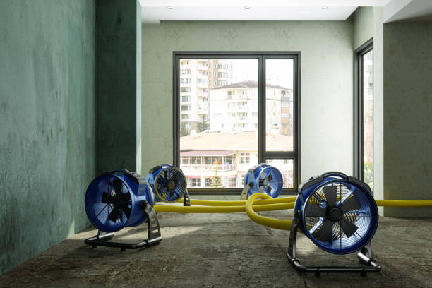 Best Water damage cleanup near me  in Newark, IL